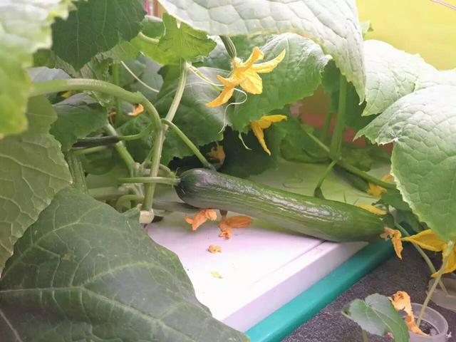 水培蔬菜富硒液肥(蔬菜水培富硒液肥料有哪些)-硒宝网