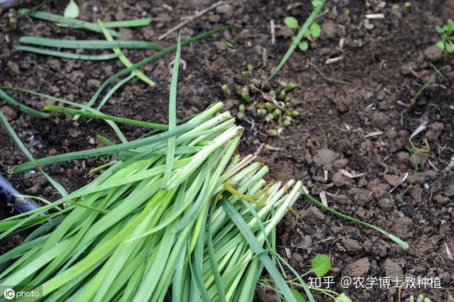 富硒蔬菜夏季施肥（蔬菜怎么富硒）-硒宝网