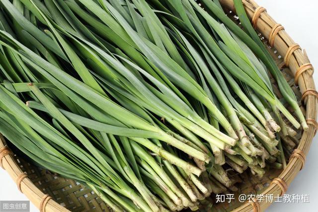 富硒蔬菜夏季施肥（蔬菜怎么富硒）-硒宝网