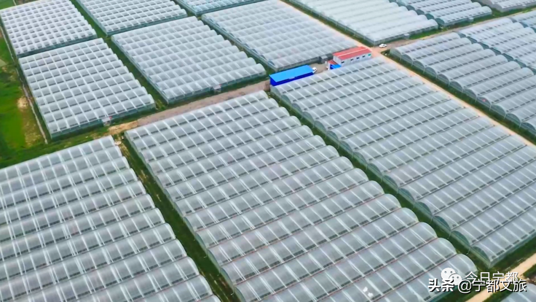 宁都富硒大棚蔬菜(富硒蔬菜产业园)-硒宝网