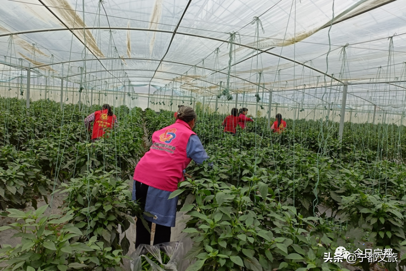 宁都富硒大棚蔬菜(富硒蔬菜产业园)-硒宝网