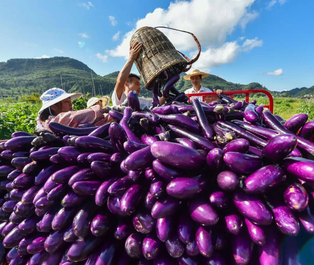 富硒蔬菜生产现状(中国富硒蔬菜杂交)-硒宝网