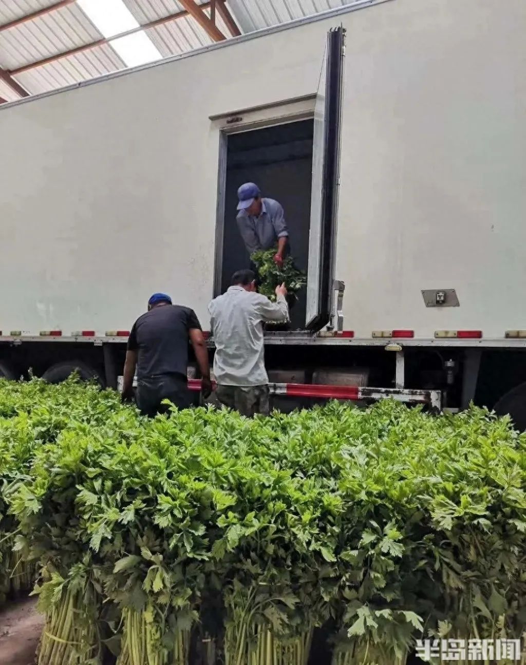 家庭种植富硒蔬菜(富硒蔬菜的种植方法)-硒宝网