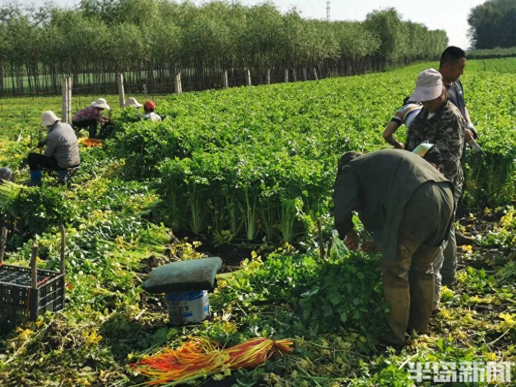 家庭种植富硒蔬菜(富硒蔬菜的种植方法)-硒宝网