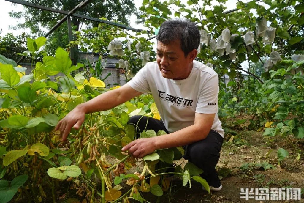 家庭种植富硒蔬菜(富硒蔬菜的种植方法)-硒宝网