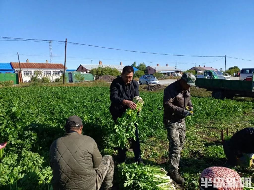 家庭种植富硒蔬菜(富硒蔬菜的种植方法)-硒宝网