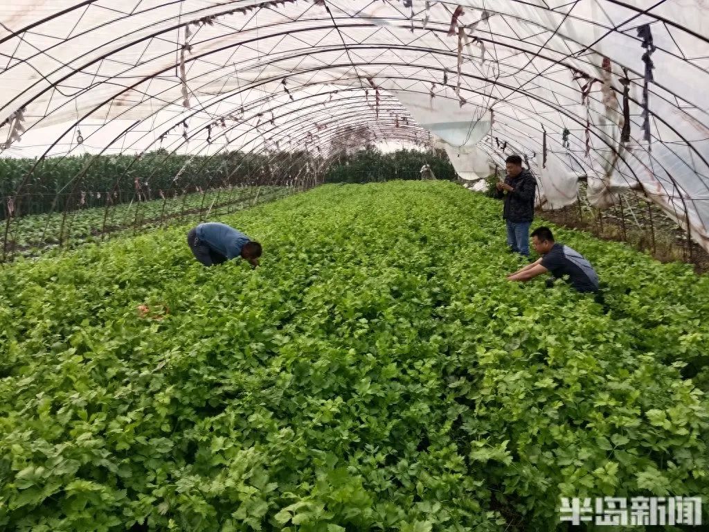 家庭种植富硒蔬菜(富硒蔬菜的种植方法)-硒宝网