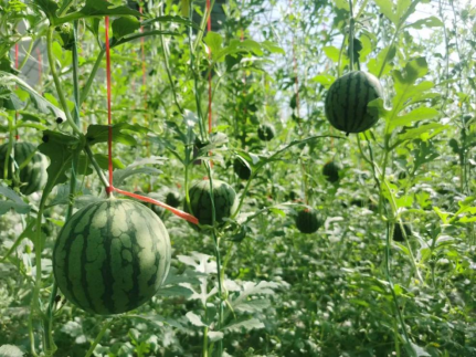 富硒蔬菜园 扶贫(富硒农场产品)-硒宝网