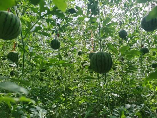 富硒蔬菜园 扶贫(富硒农场产品)-硒宝网