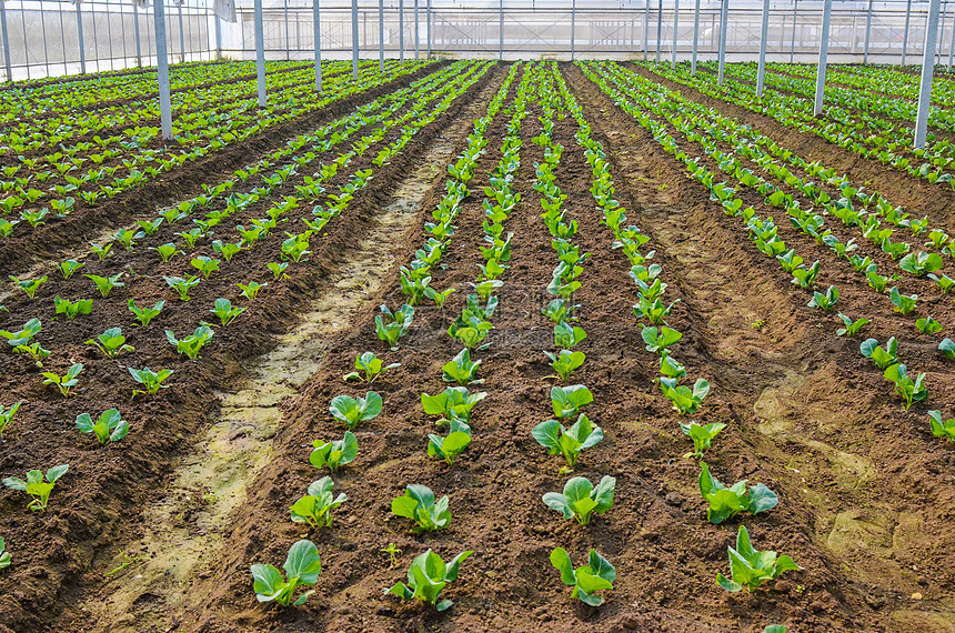 富硒蔬菜怎么认证(富硒蔬菜含硒标准)-硒宝网