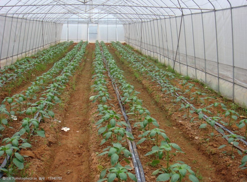 富硒蔬菜怎么认证(富硒蔬菜含硒标准)-硒宝网