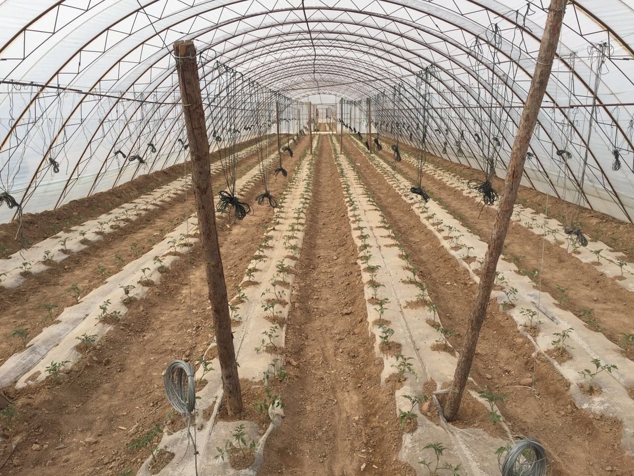 富硒蔬菜怎么认证(富硒蔬菜含硒标准)-硒宝网