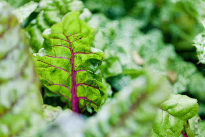 平安富硒水果蔬菜（富硒蔬菜是什么）-硒宝网