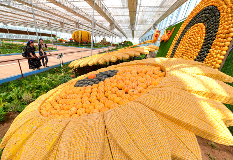 宁都富硒大棚蔬菜(宁都县大棚蔬菜基地)-硒宝网