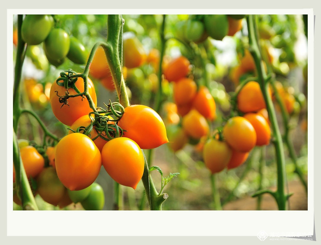 宁都富硒大棚蔬菜(宁都县大棚蔬菜基地)-硒宝网