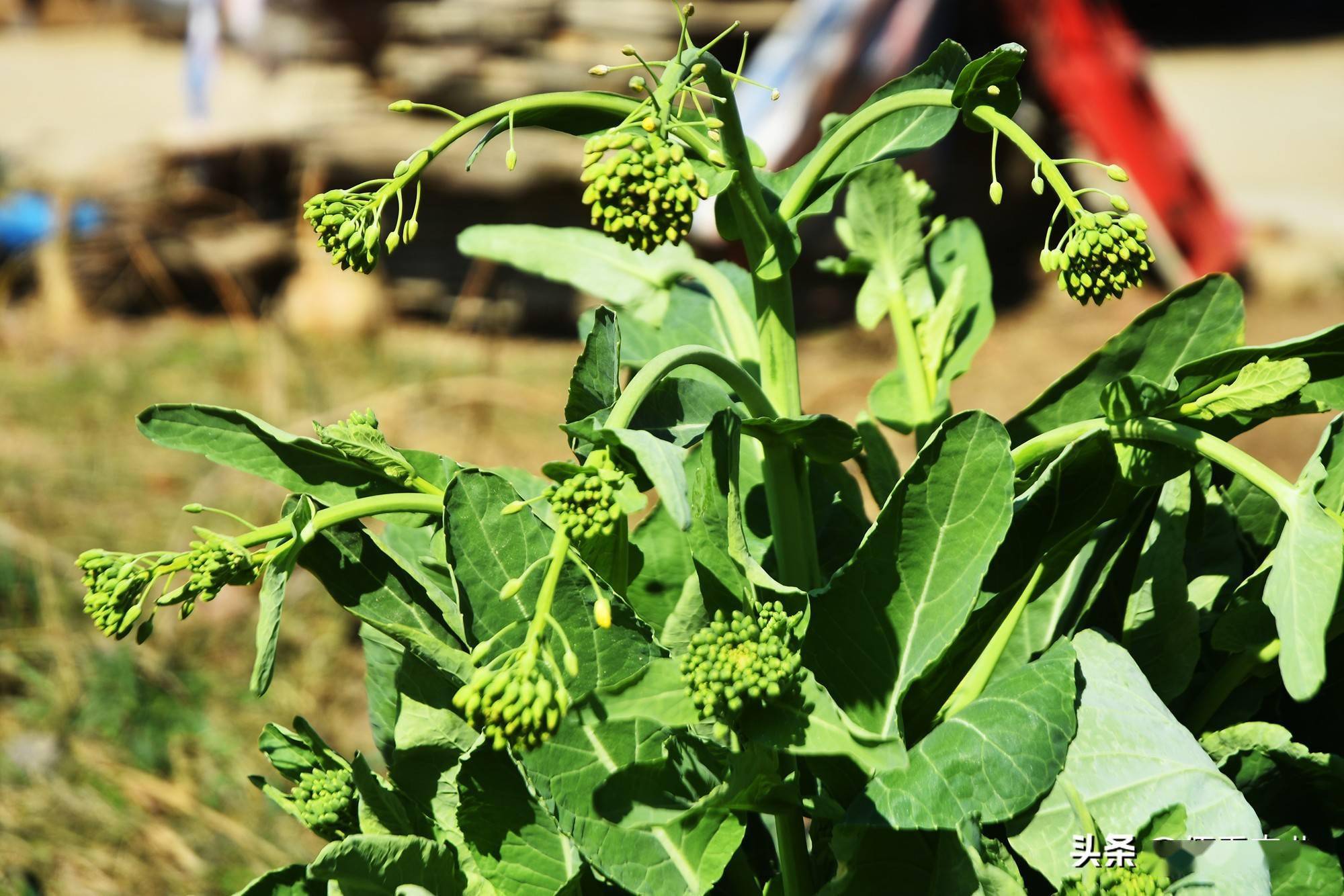 富硒蔬菜技术引领(蔬菜怎么富硒)-硒宝网