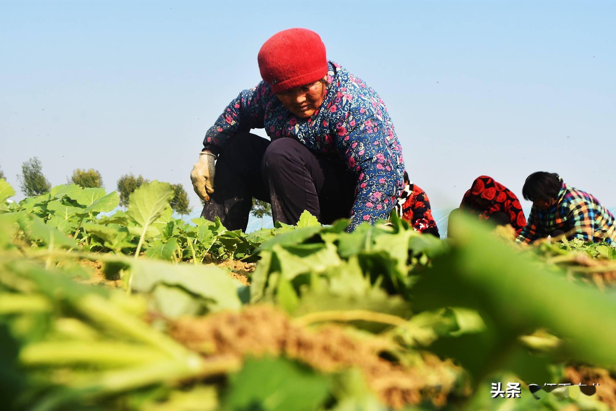 富硒蔬菜技术引领(蔬菜怎么富硒)-硒宝网
