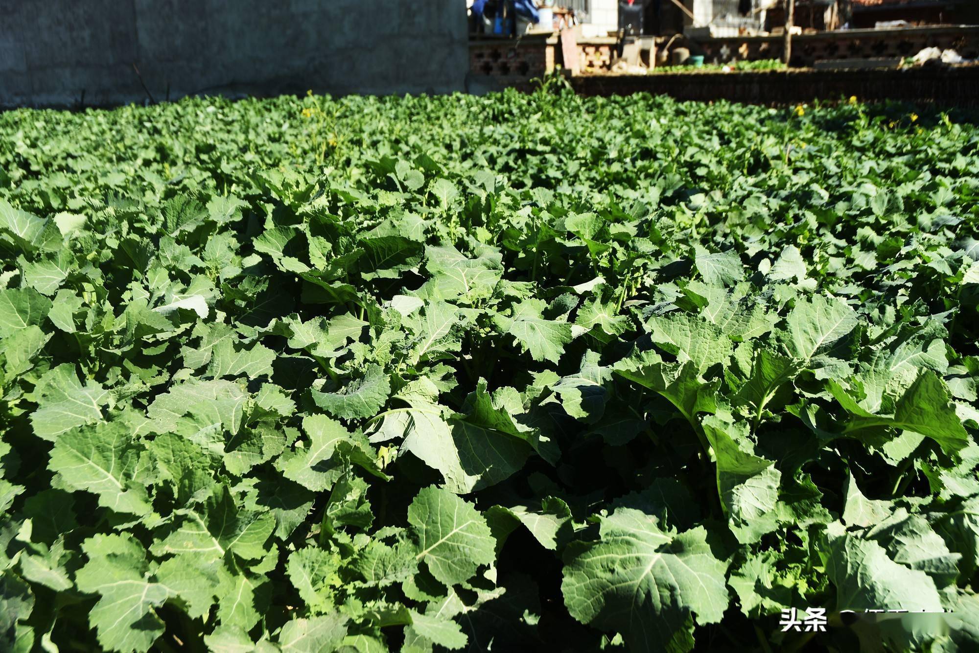 富硒蔬菜技术引领(蔬菜怎么富硒)-硒宝网