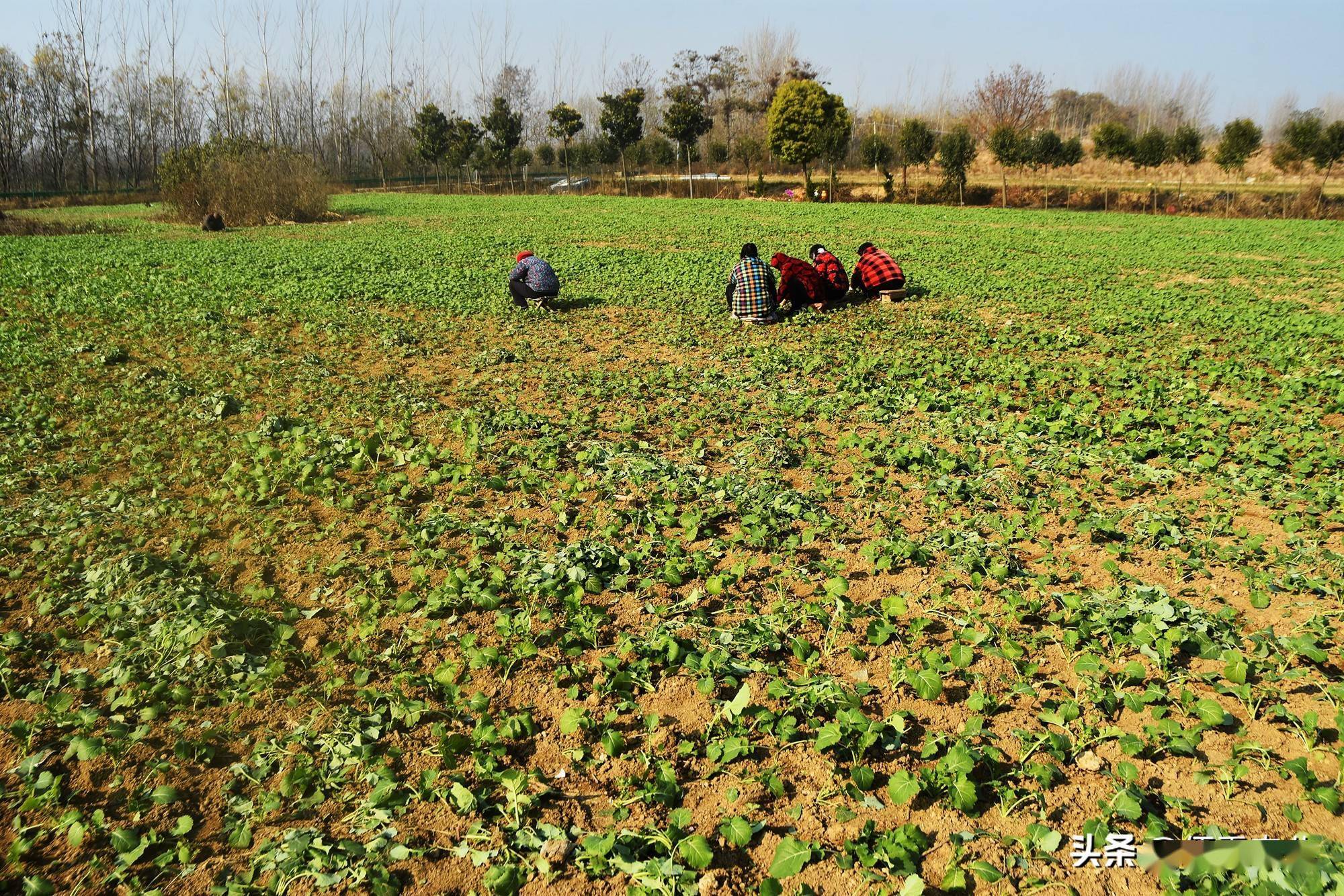 富硒蔬菜技术引领(蔬菜怎么富硒)-硒宝网