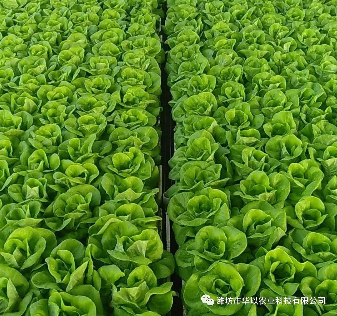 水培蔬菜富硒液肥(蔬菜水培富硒液肥料配方)-硒宝网