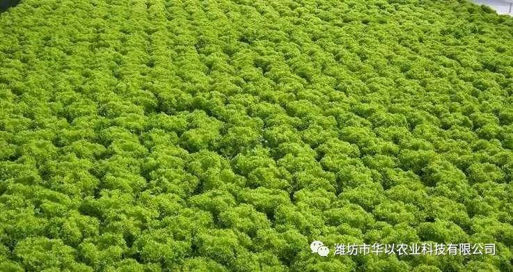 水培蔬菜富硒液肥(蔬菜水培富硒液肥料配方)-硒宝网