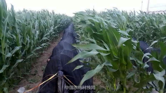 富硒蔬菜采摘方法（采摘蔬菜富硒方法是什么）-硒宝网