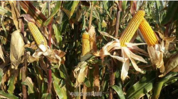 富硒蔬菜采摘方法（采摘蔬菜富硒方法是什么）-硒宝网