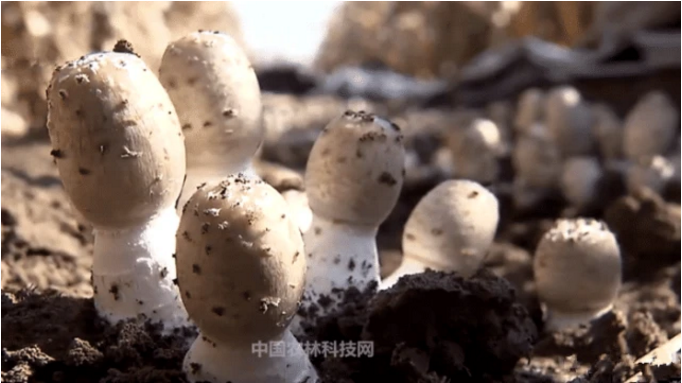 富硒蔬菜采摘方法（采摘蔬菜富硒方法是什么）-硒宝网