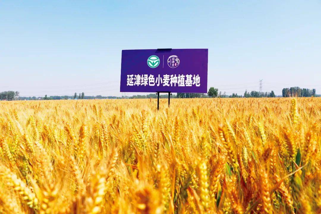 怎样生产硒蔬菜富(蔬菜硒)-硒宝网