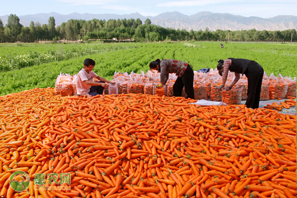 怎样生产硒蔬菜富(蔬菜硒)-硒宝网