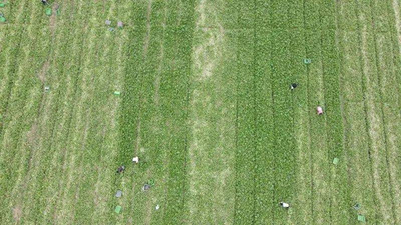 新田富硒有机蔬菜（富硒蔬菜价格比普通蔬菜）-硒宝网