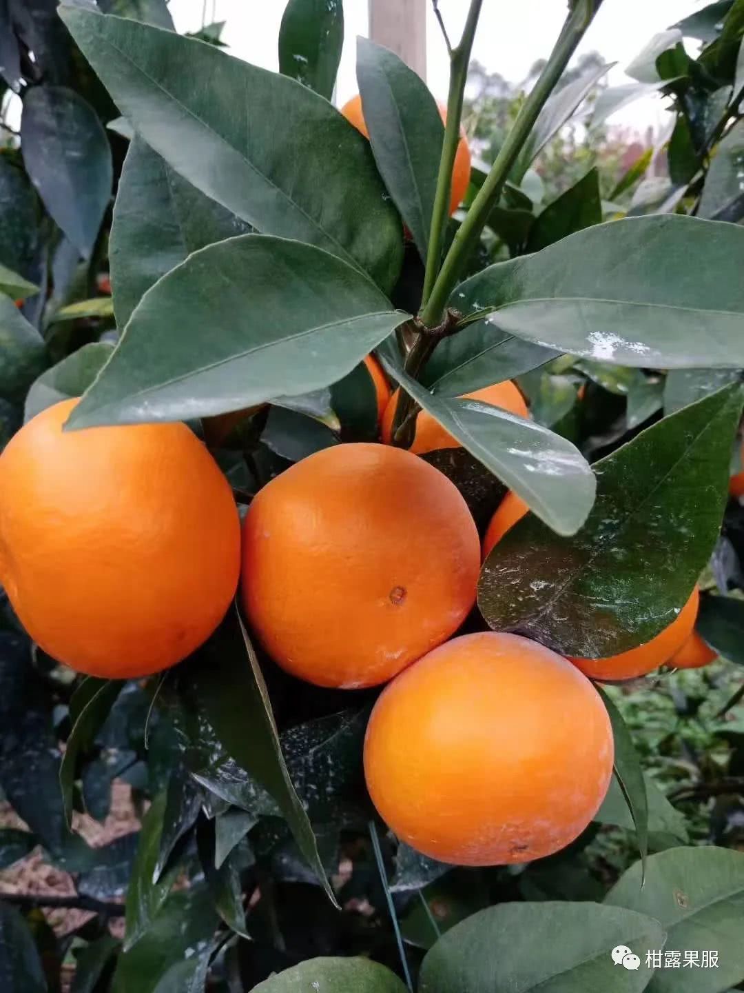 澄迈富硒蔬菜基地（澄迈富硒地瓜第一村）-硒宝网