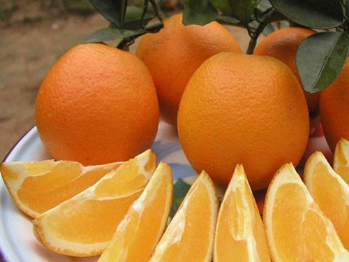 澄迈富硒蔬菜基地（澄迈富硒地瓜第一村）-硒宝网