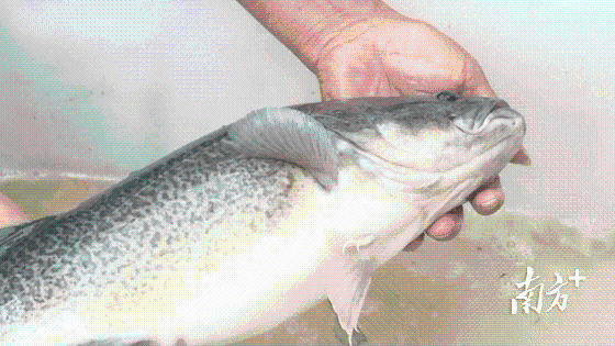 富硒蔬菜采摘方法(采摘蔬菜富硒方法有哪些)-硒宝网