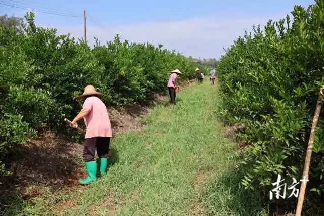 富硒蔬菜采摘方法(采摘蔬菜富硒方法有哪些)-硒宝网