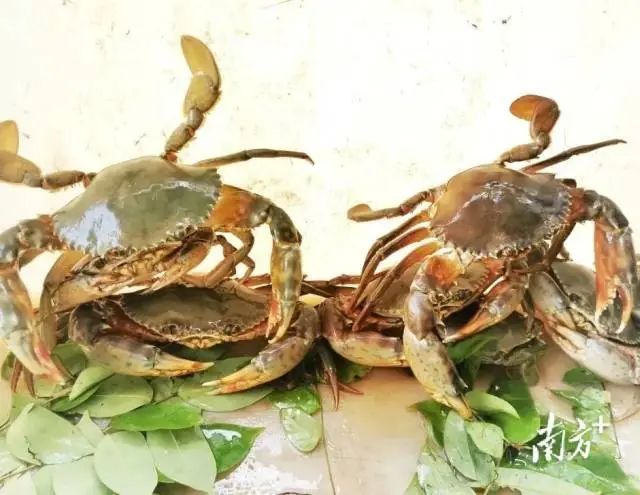 富硒蔬菜采摘方法(采摘蔬菜富硒方法有哪些)-硒宝网