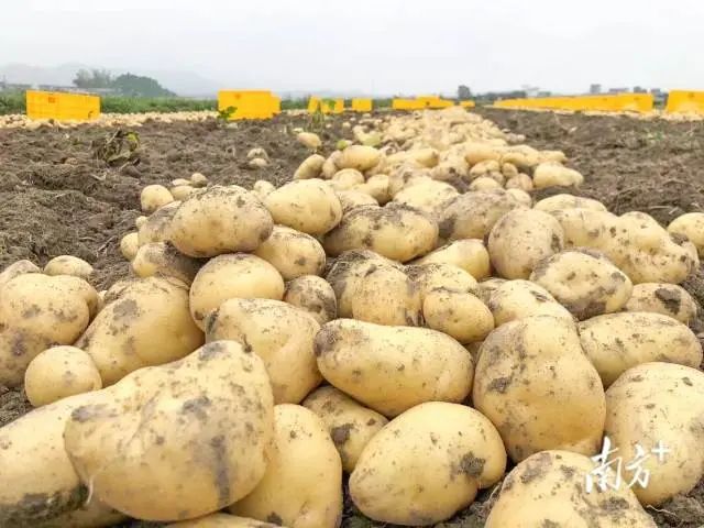 富硒蔬菜采摘方法(采摘蔬菜富硒方法有哪些)-硒宝网