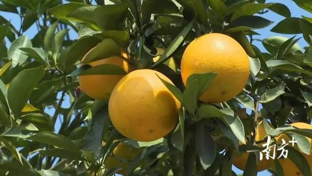 富硒蔬菜采摘方法(采摘蔬菜富硒方法有哪些)-硒宝网