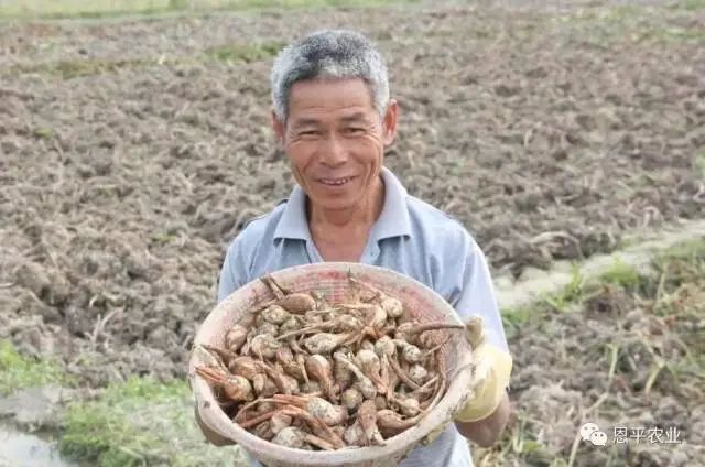 富硒蔬菜采摘方法(采摘蔬菜富硒方法有哪些)-硒宝网