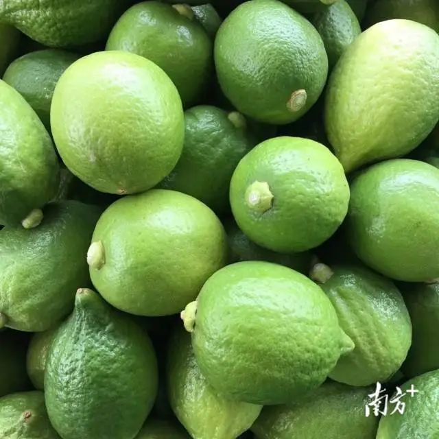 富硒蔬菜采摘方法(采摘蔬菜富硒方法有哪些)-硒宝网