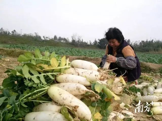 富硒蔬菜采摘方法(采摘蔬菜富硒方法有哪些)-硒宝网