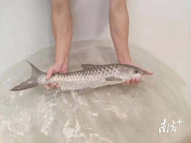 富硒蔬菜采摘方法(采摘蔬菜富硒方法有哪些)-硒宝网