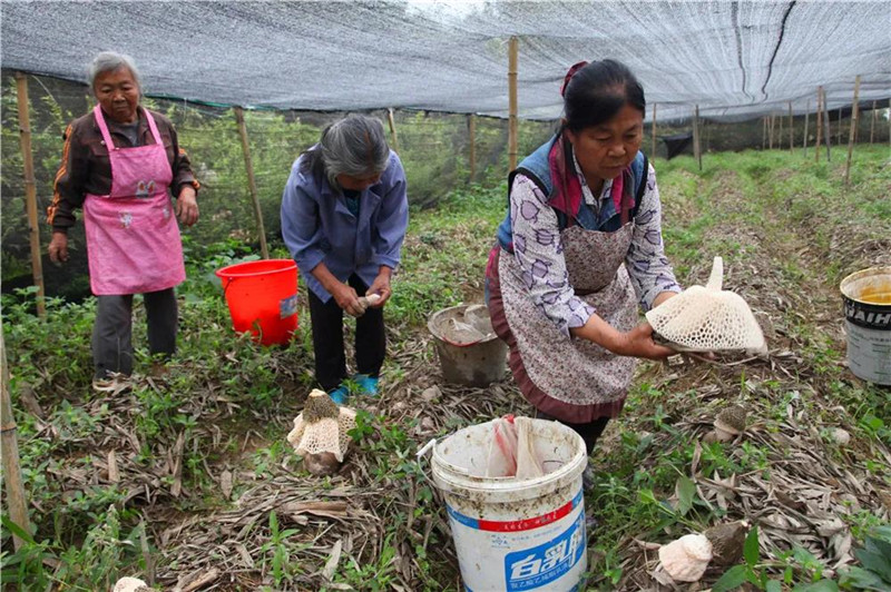 宜宾富硒蔬菜种植(富硒种植基地)-硒宝网