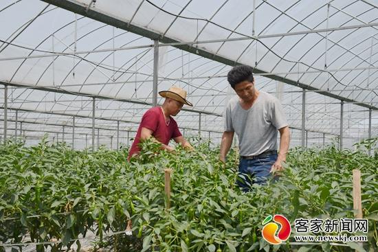 江西宁都富硒蔬菜(江西于都富硒蔬菜基地)-硒宝网