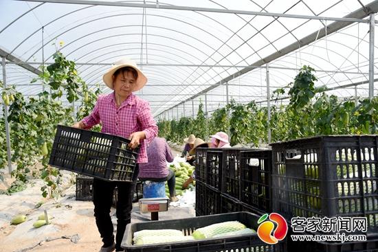 江西宁都富硒蔬菜(江西于都富硒蔬菜基地)-硒宝网