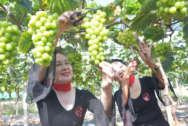 富硒蔬菜采摘时间(采摘蔬菜富硒时间多久)-硒宝网