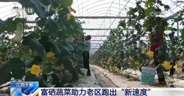 家庭种植富硒蔬菜(富硒蔬菜水果)-硒宝网