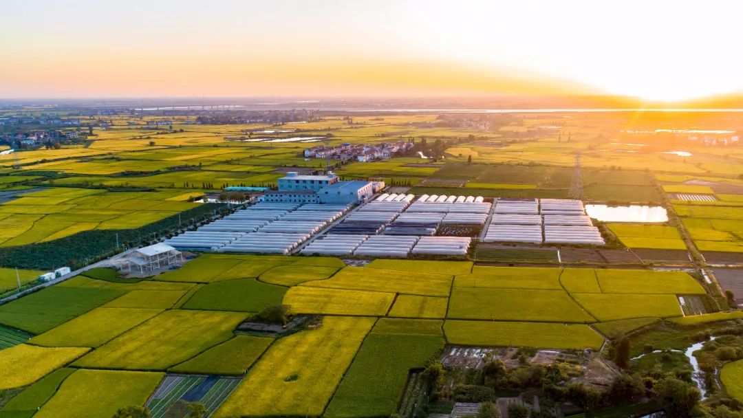家庭种植富硒蔬菜(富硒蔬菜水果)-硒宝网