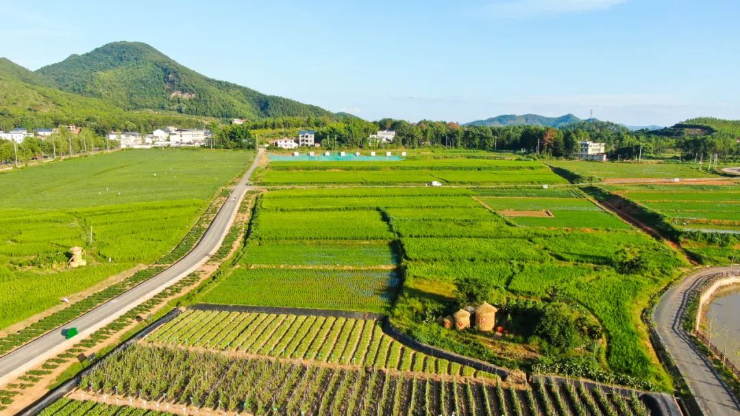 富硒蔬菜种植公司（蔬菜种植富硒公司有哪些）-硒宝网