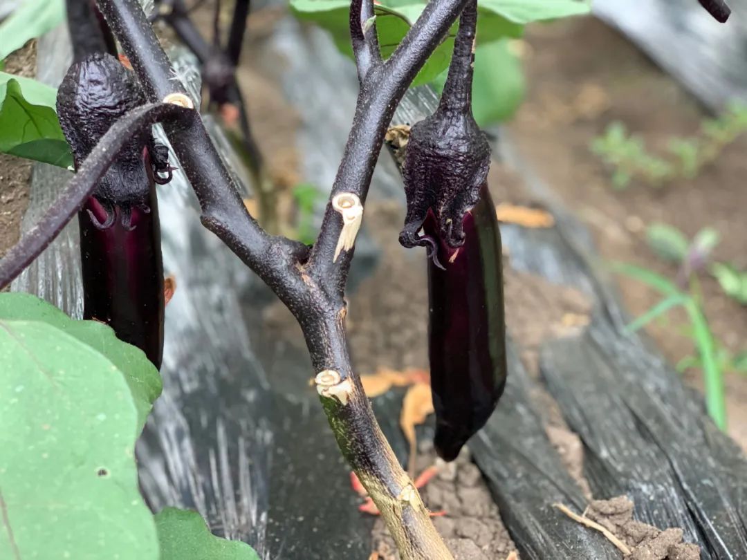 富硒蔬菜种植公司(蔬菜种植富硒公司怎么样)-硒宝网